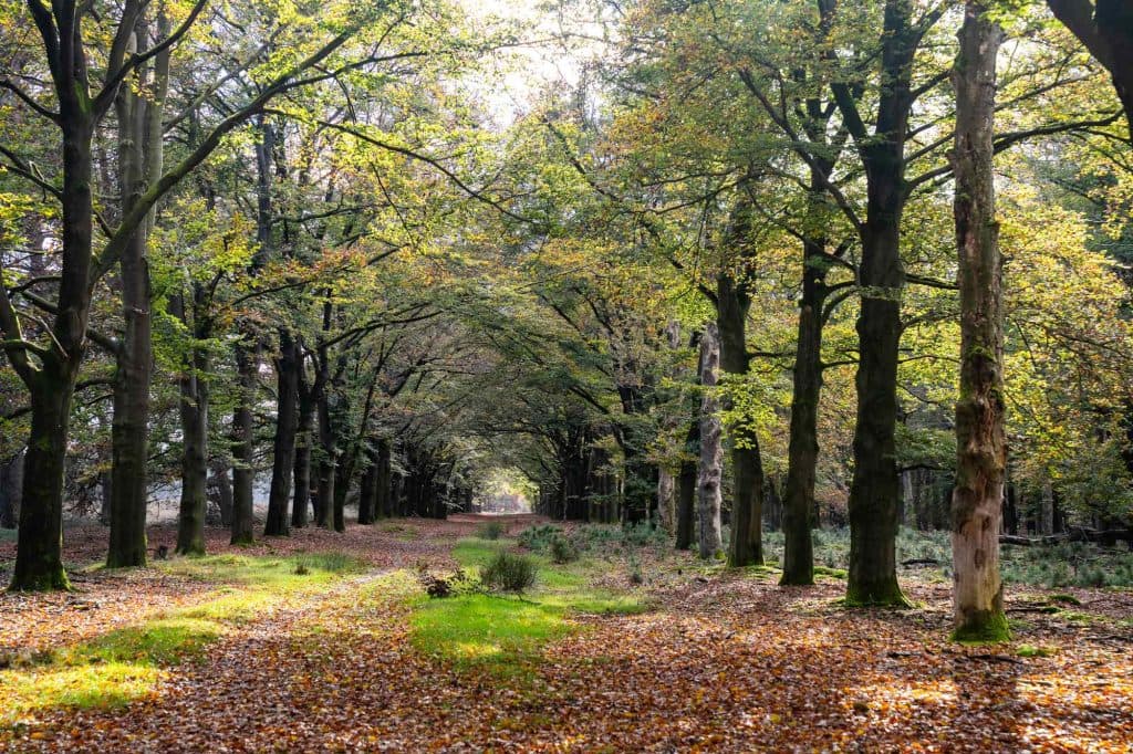 wandelen sallandse heuvelrug in overijssel nederland slowcation