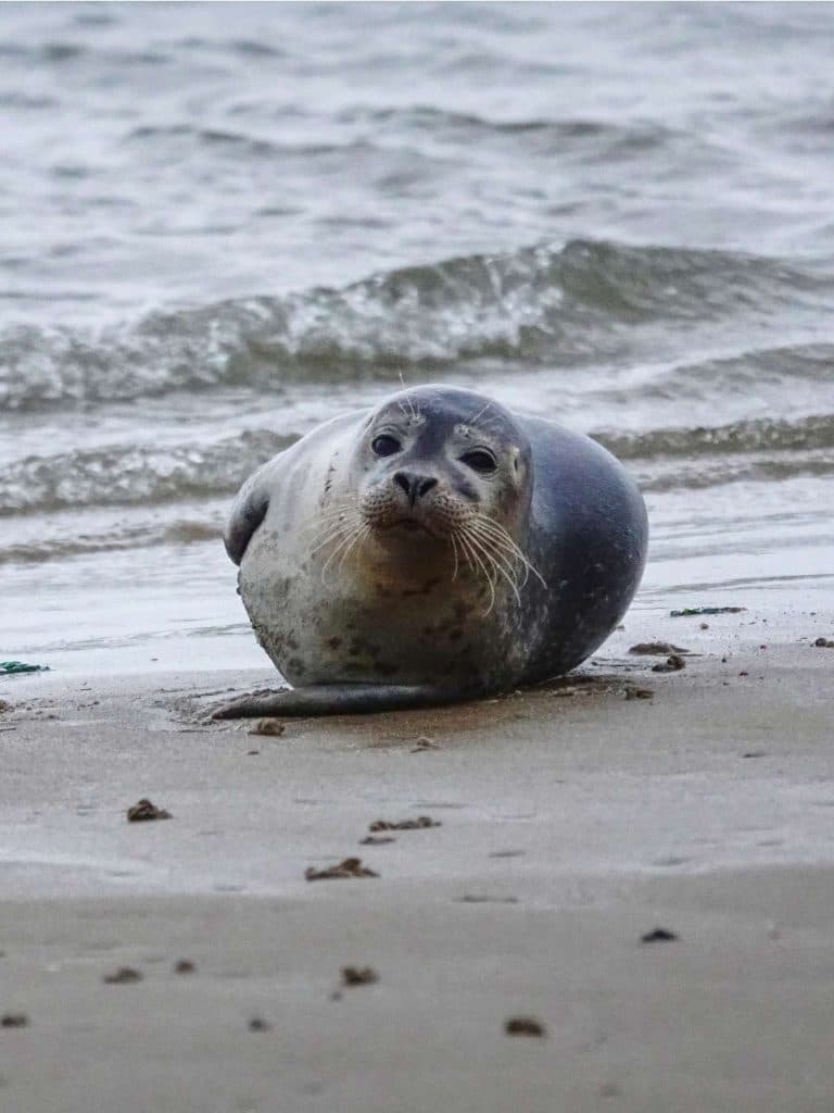 wat doen in vlieland op de waddeneilanden