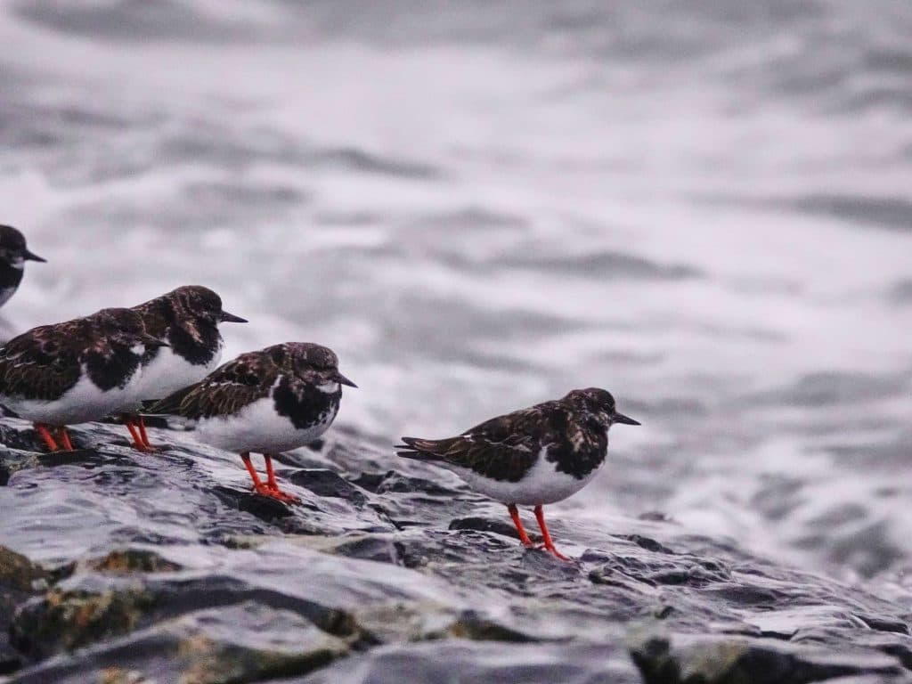 vogels spotten in vlieland op de waddeneilanden