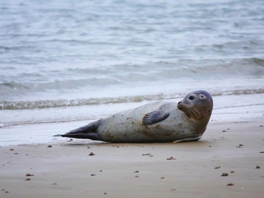 zeehonden vlieland