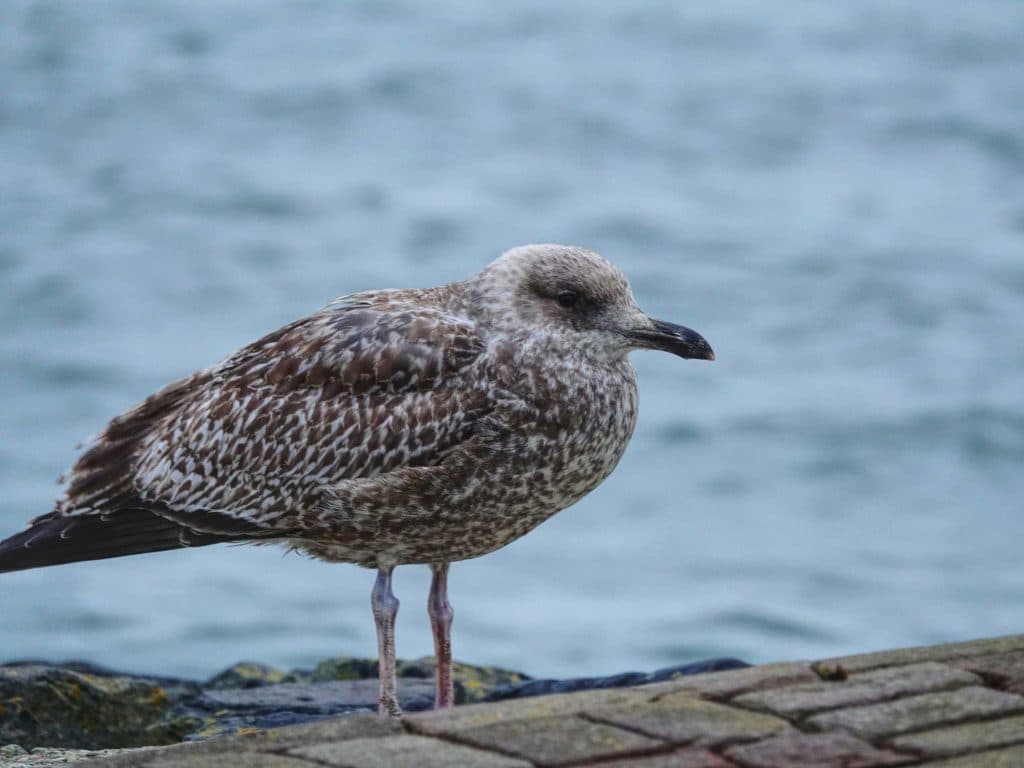 vogels spotten in vlieland op de waddeneilanden