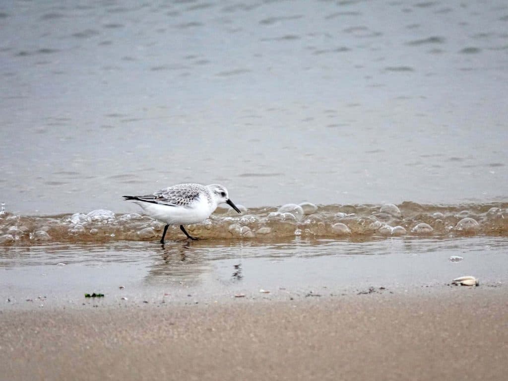 vogels spotten in vlieland op de waddeneilanden
