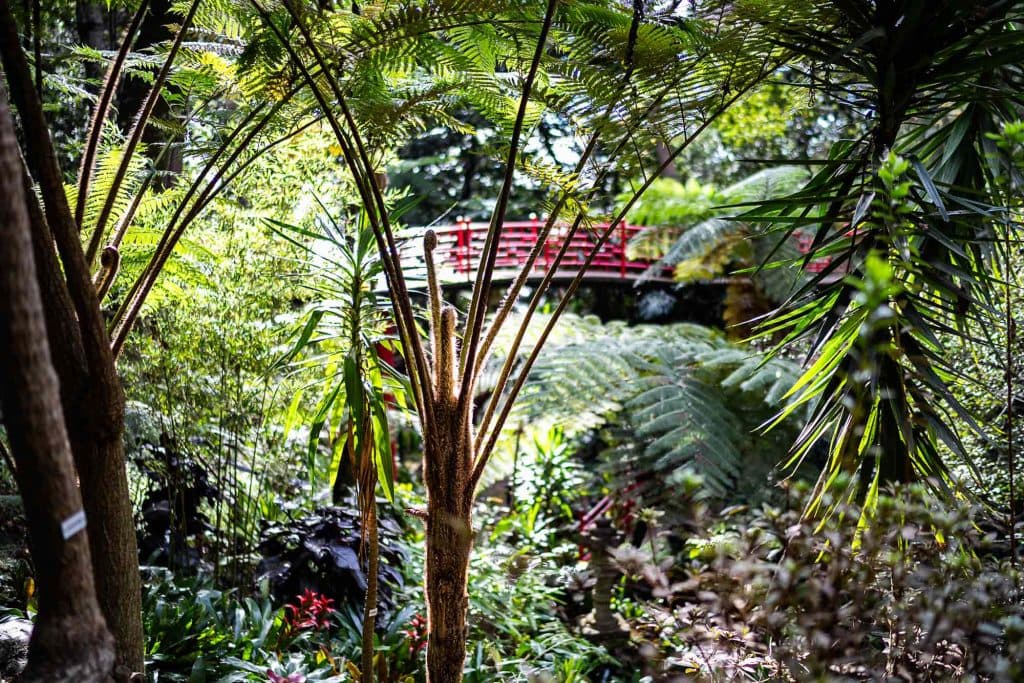 pr balcoes madeira hiken