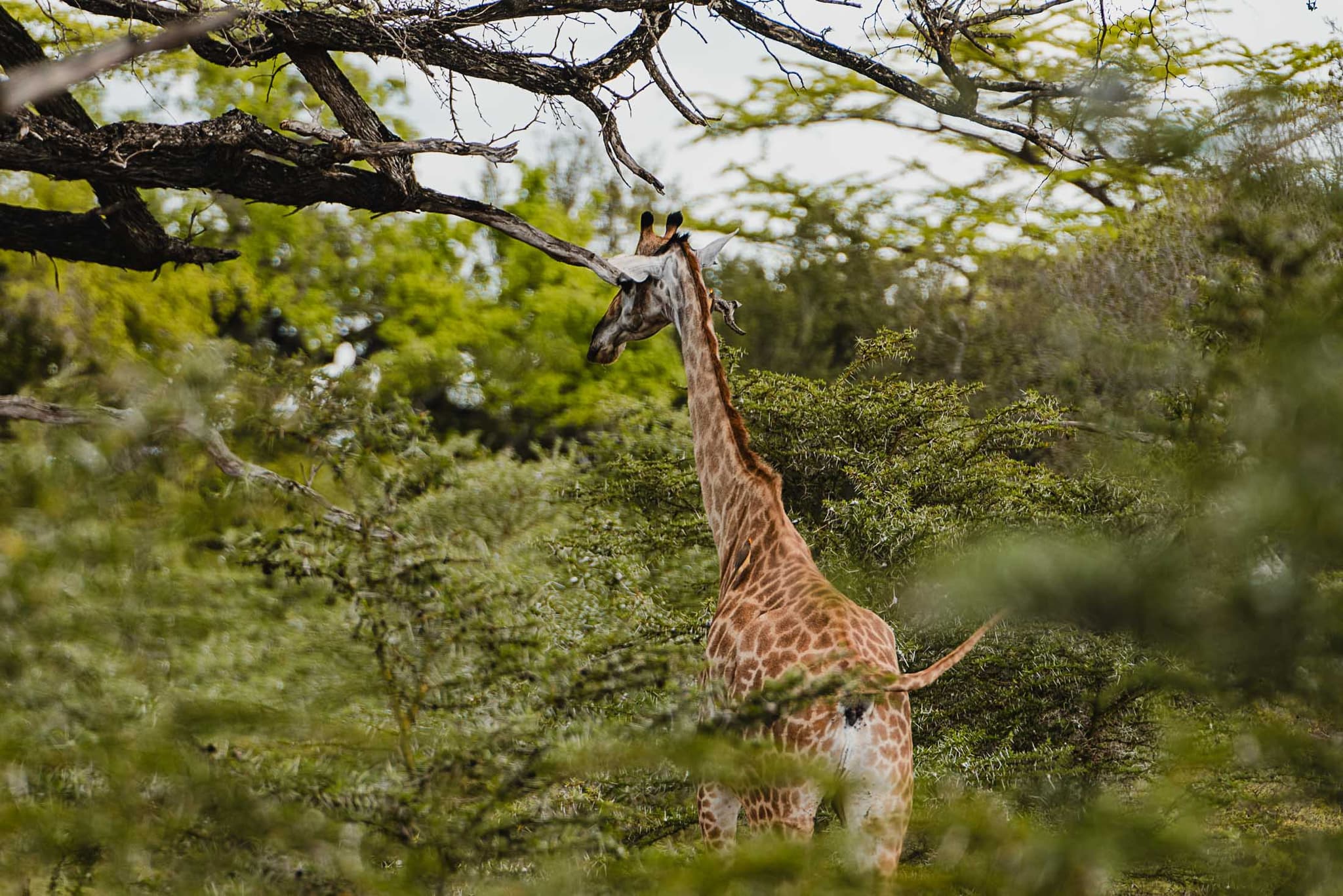 safari in zanzibar en vakantie