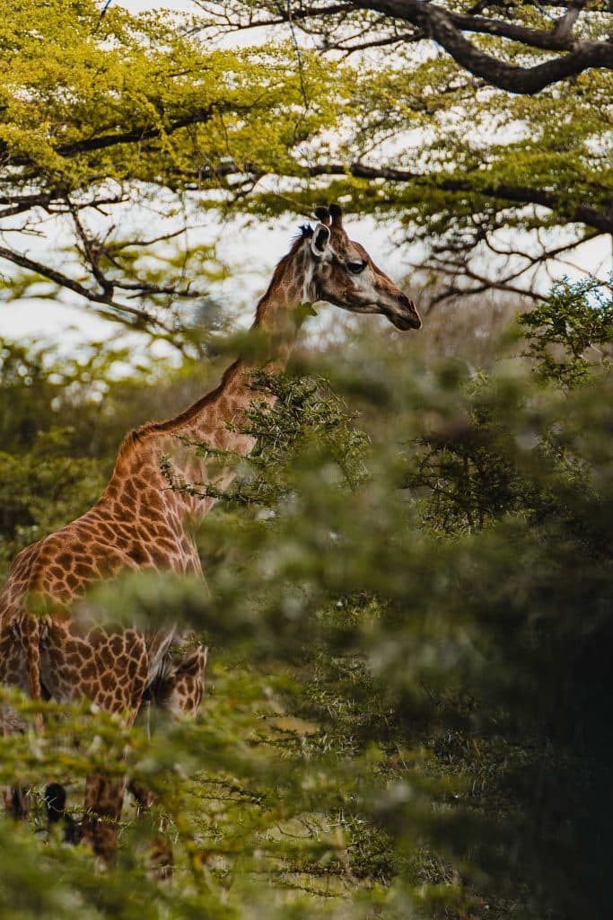 safari in zanzibar - big 5 spotten tanzania