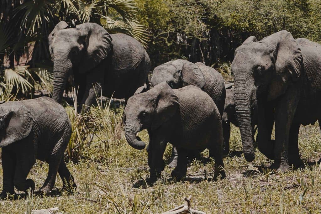 safari in zanzibar - big 5 spotten tanzania