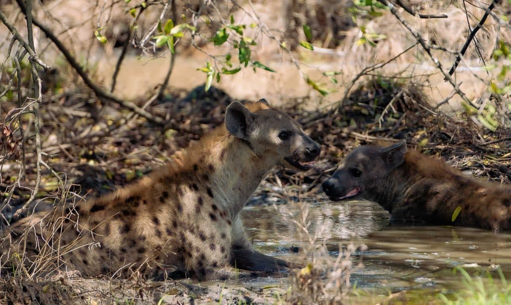 safari in zanzibar - big 5 spotten tanzania