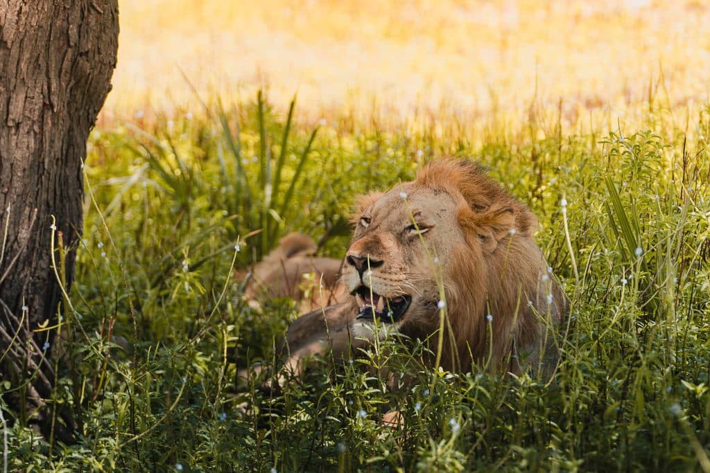 safari in zanzibar - big 5 spotten tanzania