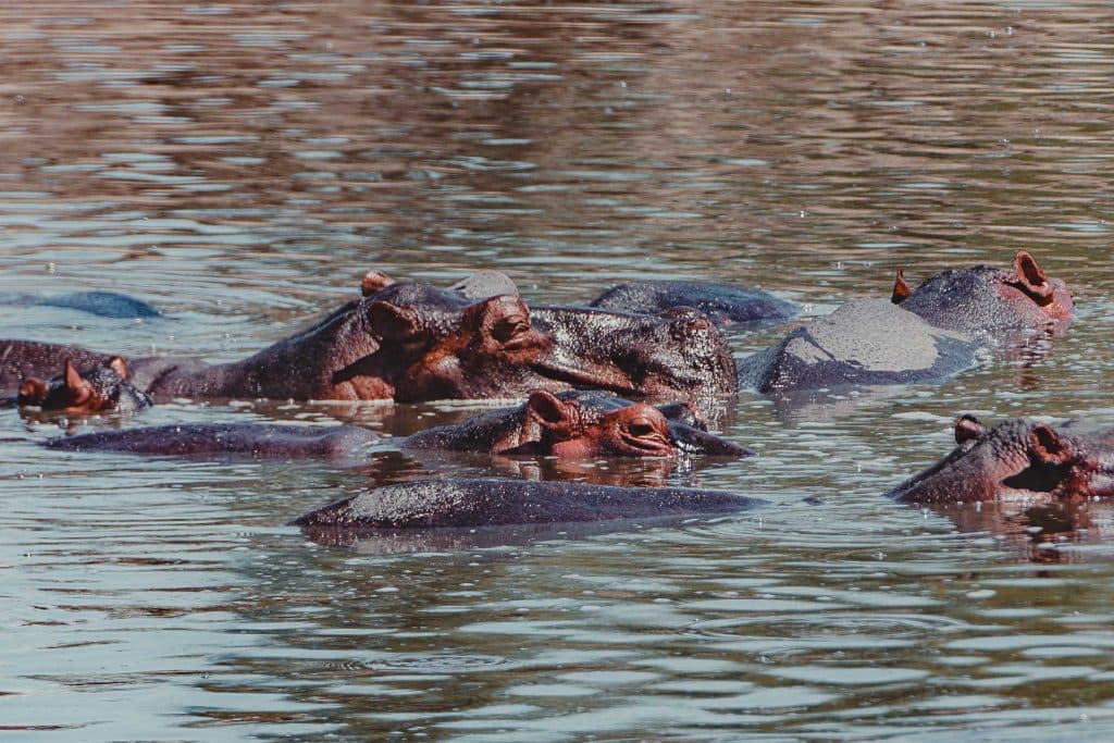 safari in zanzibar - big 5 spotten tanzania