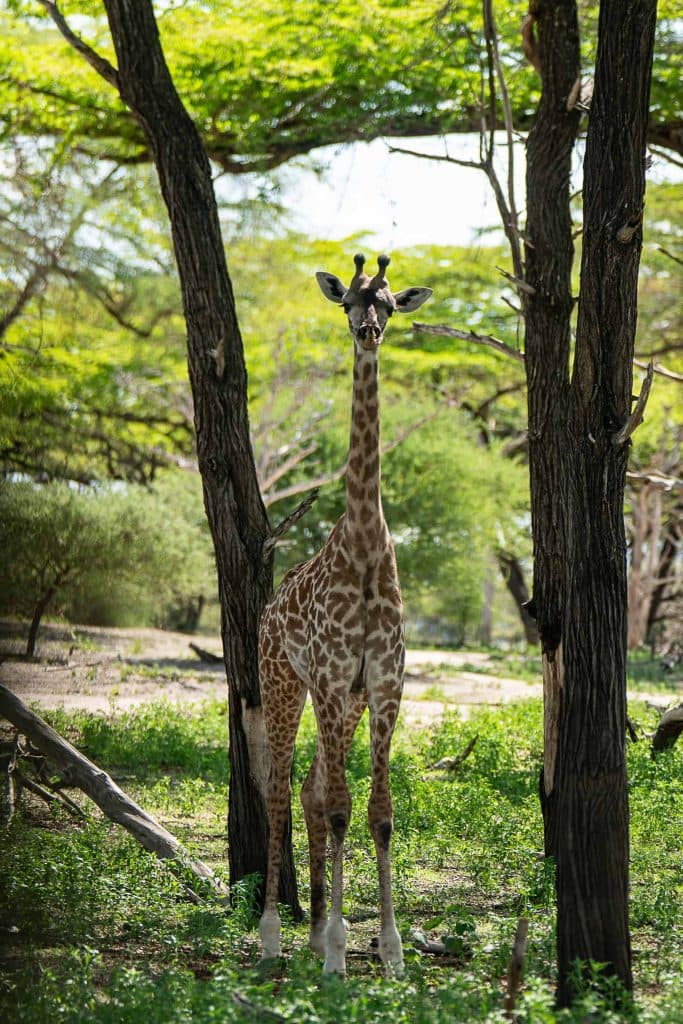 safari in zanzibar - big 5 spotten tanzania