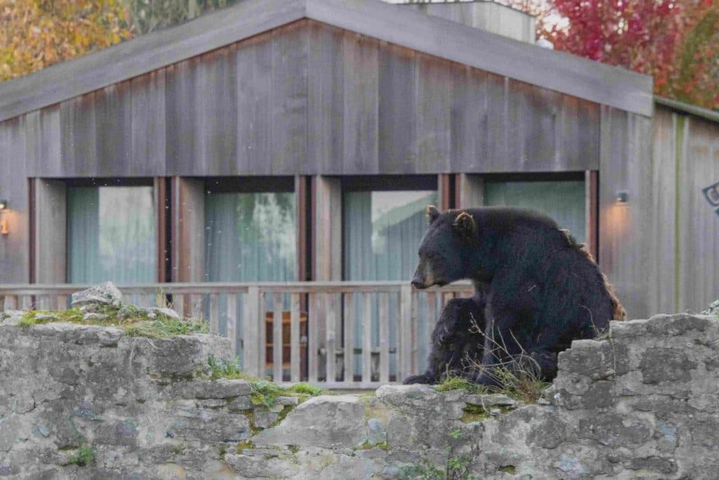 native house overnachten in pairi daiza