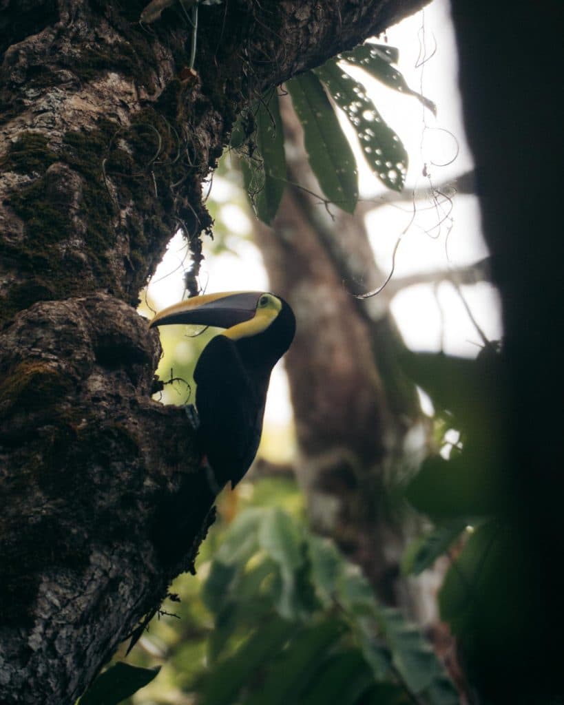 Toekan Corcovado National Park in costa rica