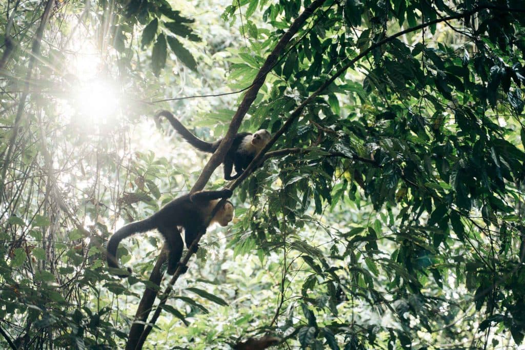 Must do Costa Rica: Manuel Antonio National Park