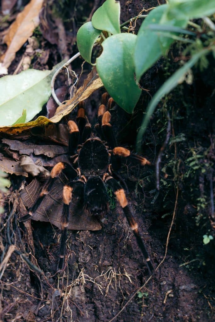 Santa Elena Cloud Forest Reserve