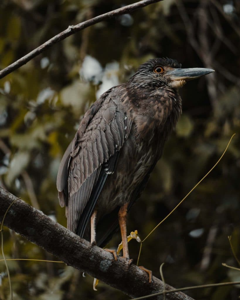 Het Tortuguero National Park in Costa Rica bezoeken is een absoluut hoogtepunt van je rondreis