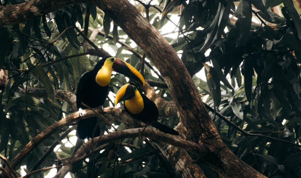 Costa Rica bezoeken wildlife en nationale parken