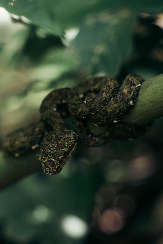 Costa Rica bezoeken wildlife en nationale parken