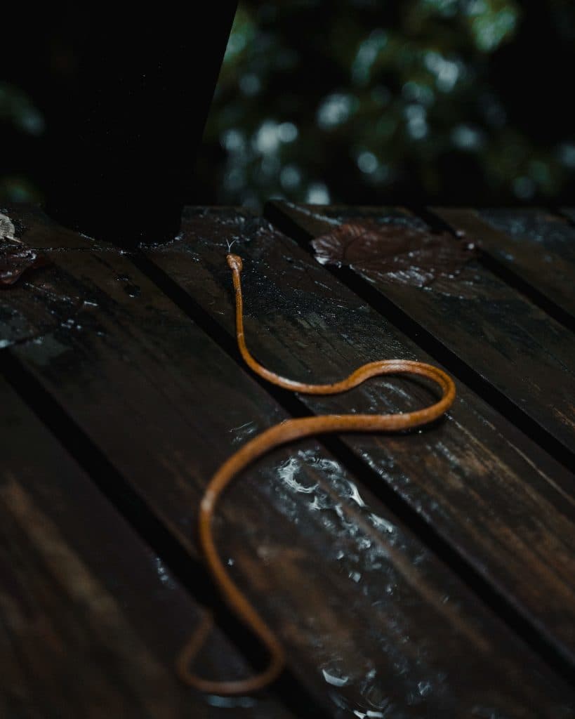 Costa Rica bezoeken wildlife en nationale parken