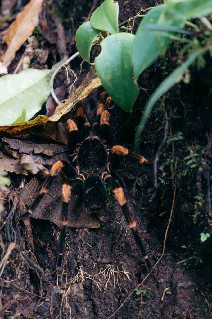 Costa Rica bezoeken wildlife en nationale parken