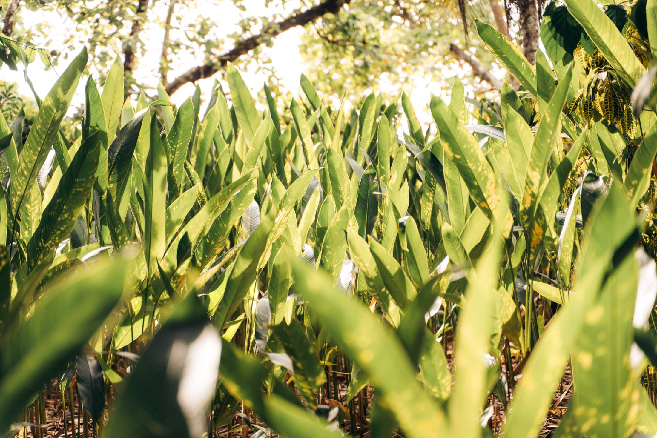 5x de mooiste nationale parken van Costa Rica