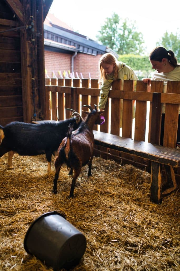 Twee mensen leunen over een houten hek in een schuur in Loonsche Land en steken hun hand uit om twee geiten te voeren of te aaien die op een met stro bedekte grond staan. Een zwarte plastic emmer ligt op zijn kant op de voorgrond.