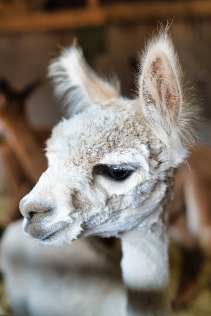 Close-up van een jonge alpaca met zachte, pluizige lichtbruine en witte vacht, grote donkere ogen en pluizige oren, iets naar links kijkend. De onscherpe achtergrond verwijst naar andere dieren in Loonsche Land - perfect voor een vakantie met kinderen.