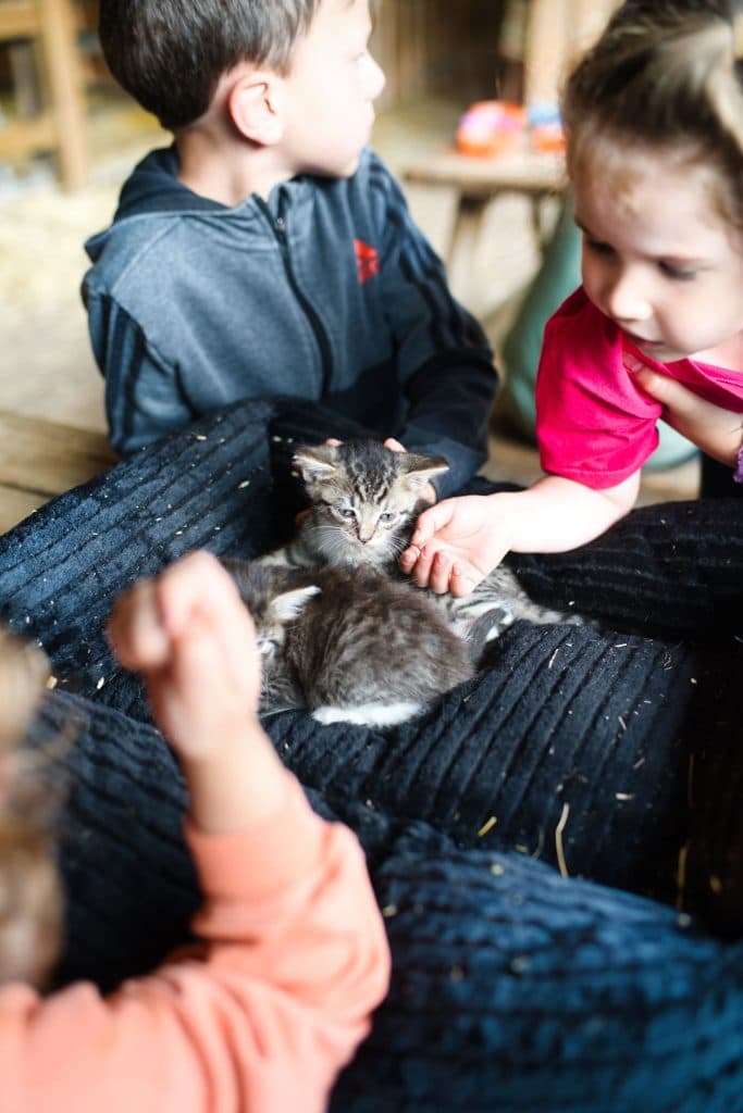 Een klein grijs katje ligt op een donkere deken terwijl verschillende jonge kinderen, die misschien genieten van vakantie met kinderen, zich om het katje heen verzamelen en het voorzichtig aaien. Het tafereel ziet er warm en zorgzaam uit.