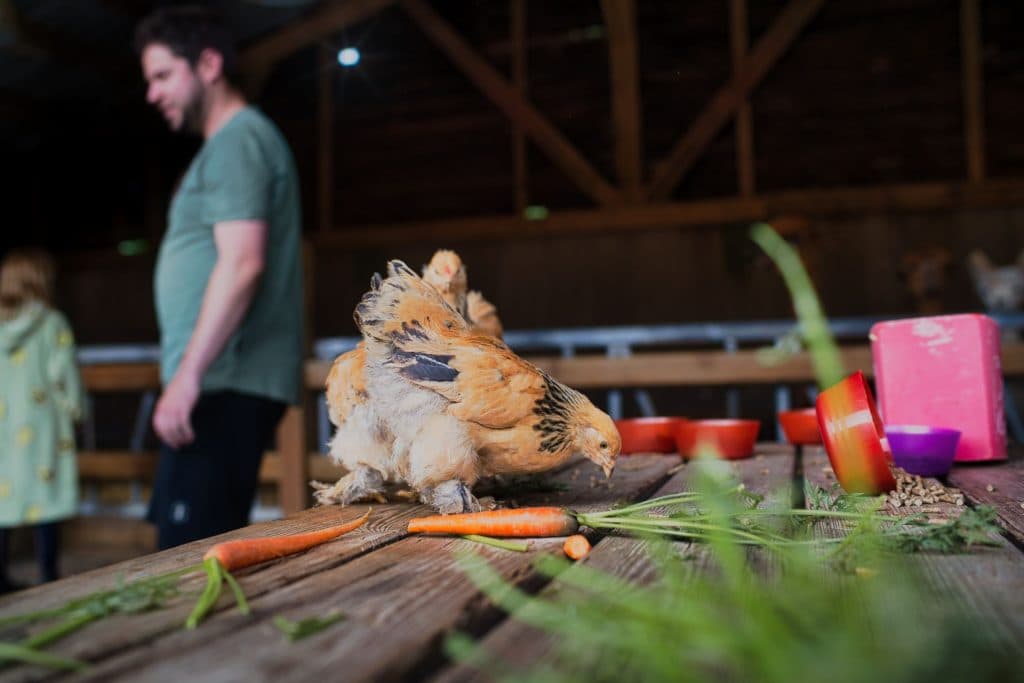 Een pluizige bruine kip pikt naar eten op een rustieke houten tafel met wortels en schalen - precies het soort tafereel dat je aantreft tijdens een vakantie met kinderen in Loonsche Land. Op de achtergrond staat een man in een schuur met houten balken erboven.
