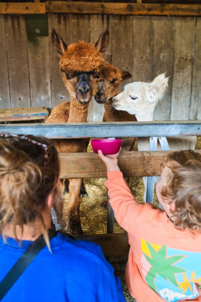 Twee alpaca's, een bruine en een witte, staan achter een houten hek in een schuur terwijl een kind ze eten aanbiedt uit een roze kom. Het bezoeken van plekken als deze is perfect als je nadenkt over wat doen in Nederland met familie. Een volwassene in het blauw zit naast het kind.