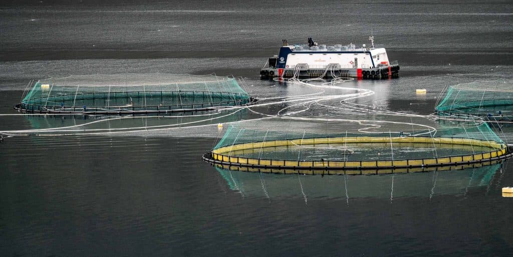 Een boot ligt voor anker op een rustig water in IJsland naast grote ronde viskweeknetten met groen gaas, die duurzame groei ondersteunen. Witte slangen lopen van de boot naar de netten.