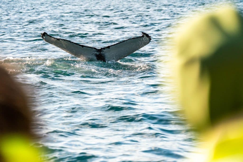 De staart van een walvis steekt uit boven het blauwe oceaanoppervlak in de buurt van IJsland, waardoor rimpelingen in het water ontstaan, met wazige groene bladeren die het beeld op de voorgrond omlijsten.