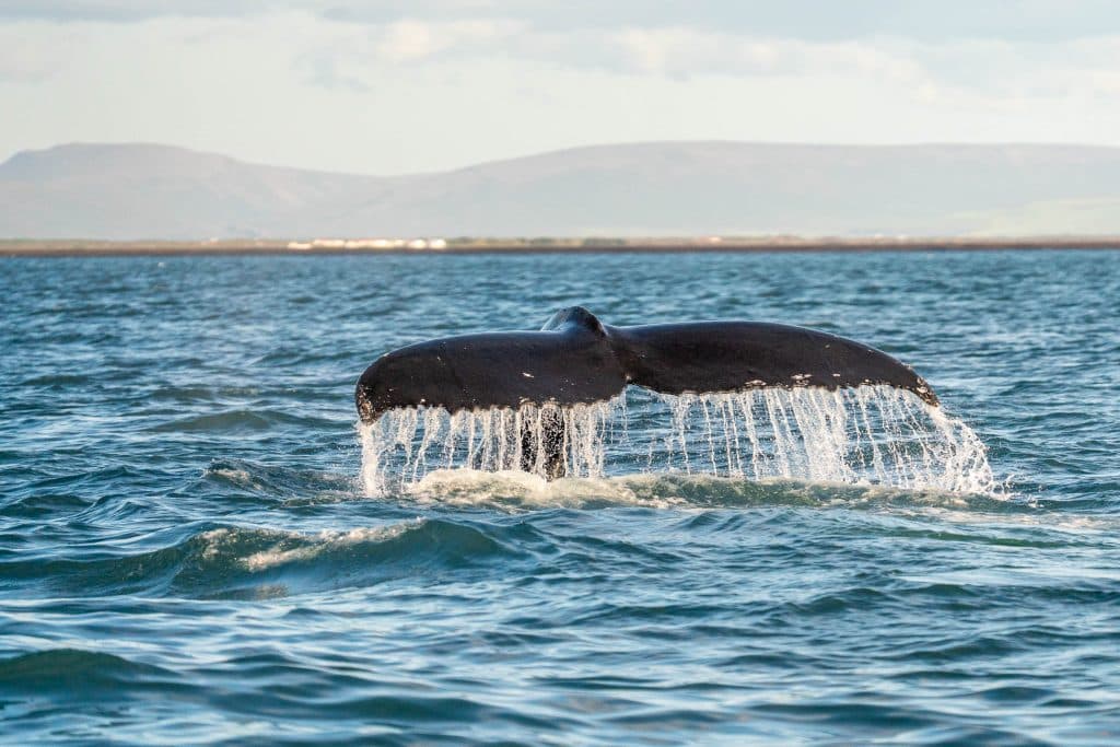 De staartvin van een walvis komt uit de oceaan bij IJsland, druipend van het water, met bergen in de verte en een bewolkte lucht op de achtergrond-een scène van wilde schoonheid en natuurlijke groei.