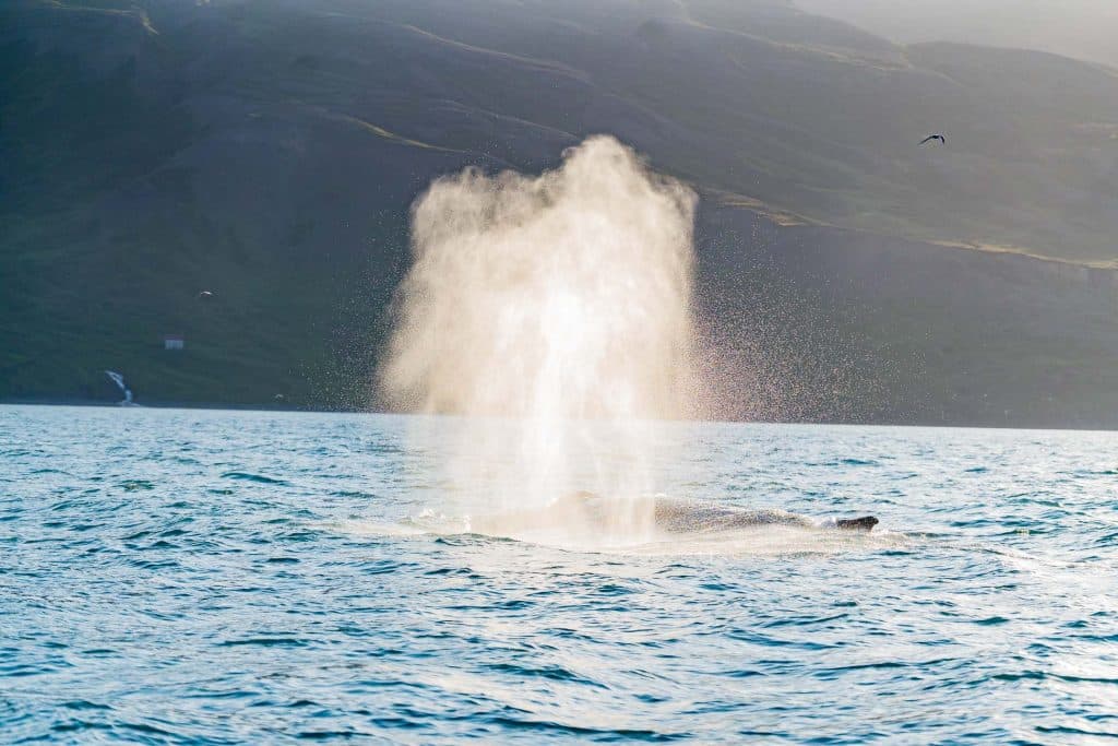 Een walvis blaast een grote straal mistig water de lucht in als hij bovenkomt in de blauwe oceaan bij IJsland, met bergen en vogels in de verte die de natuurlijke schoonheid van de regio benadrukken.