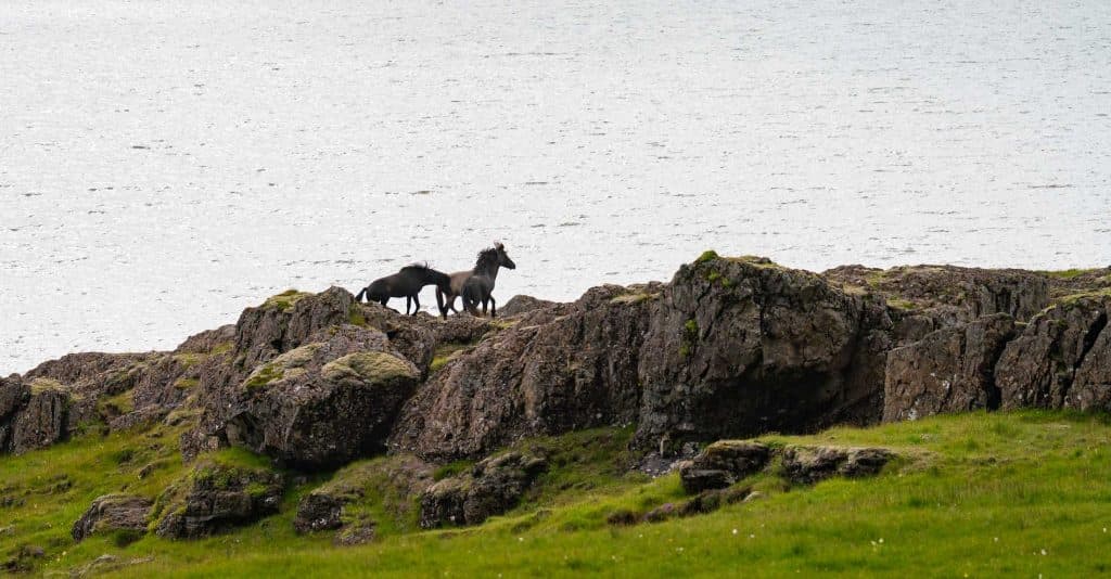 Twee donkere paarden staan op een rotsachtig terrein aan de rand van een watermassa, omringd door gras en ruige rotsen onder een bewolkte hemel-een scène die perfect is voor een IJsland Nomads avontuur of een 7-daagse roadtrip waarbij wilde landschappen worden verkend.