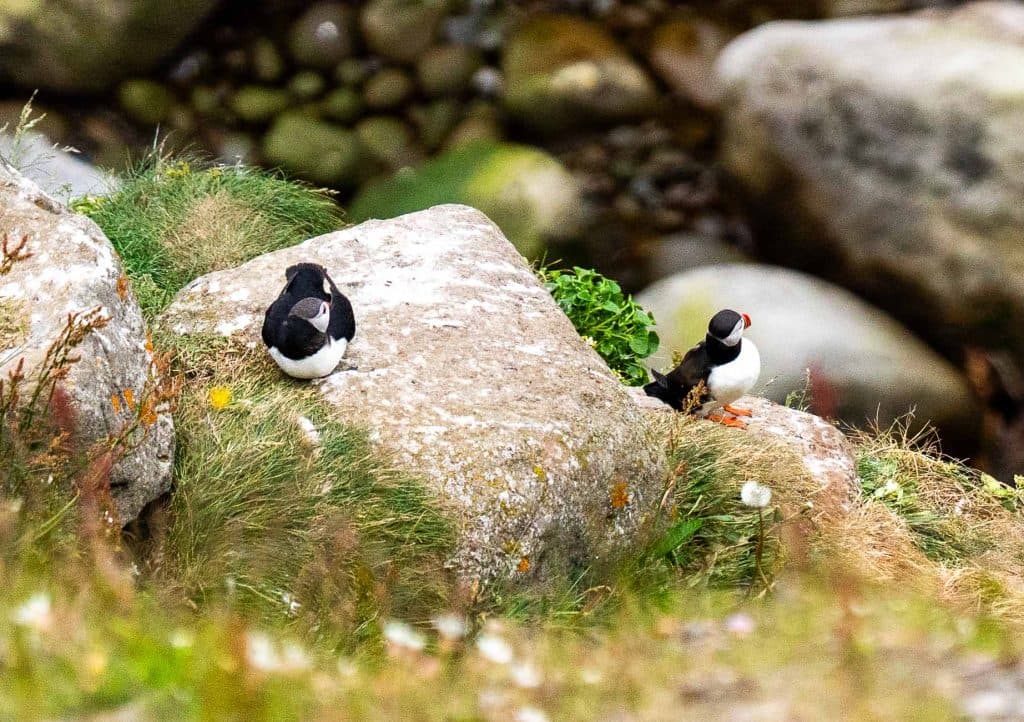 Twee papegaaiduikers staan op een grassig, rotsachtig terrein met met mos bedekte stenen op de achtergrond - een iconisch gezicht op een Roadtrip IJsland. Eén papegaaiduiker strijkt neer op een grote rots terwijl de andere in de buurt tussen het gras staat te wachten op mede-IJslandnomaden.