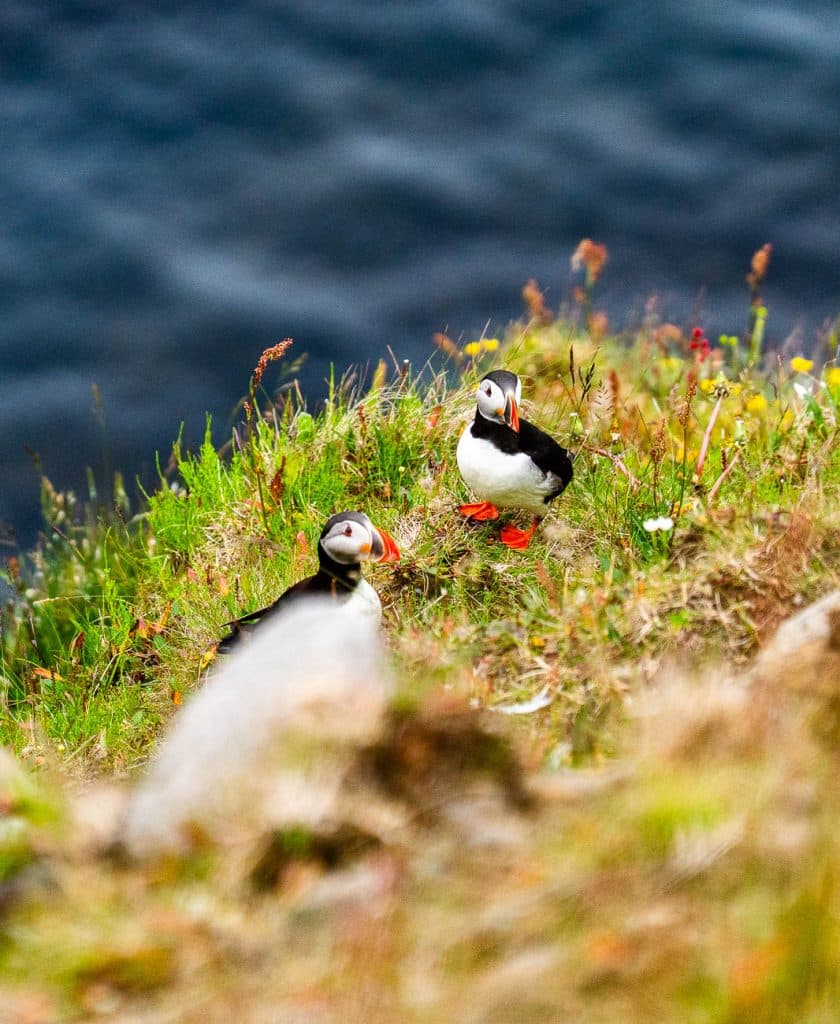 Twee papegaaiduikers staan op een met gras begroeide, bloemrijke klif met uitzicht op de blauwe oceaan eronder. Perfect voor IJsland-nomaden die op zoek zijn naar avontuur. Hun levendige oranje snavels en voeten schitteren - een iconisch gezicht op elke Roadtrip IJsland.