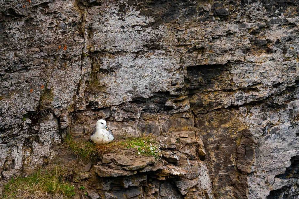 Een witte zeevogel zit op een nest dat is gebouwd op een ruige, rotsachtige klifrand in IJsland, omringd door schaarse groene vegetatie-een perfect kiekje van een 7-daagse roadtrip met Iceland Nomads.