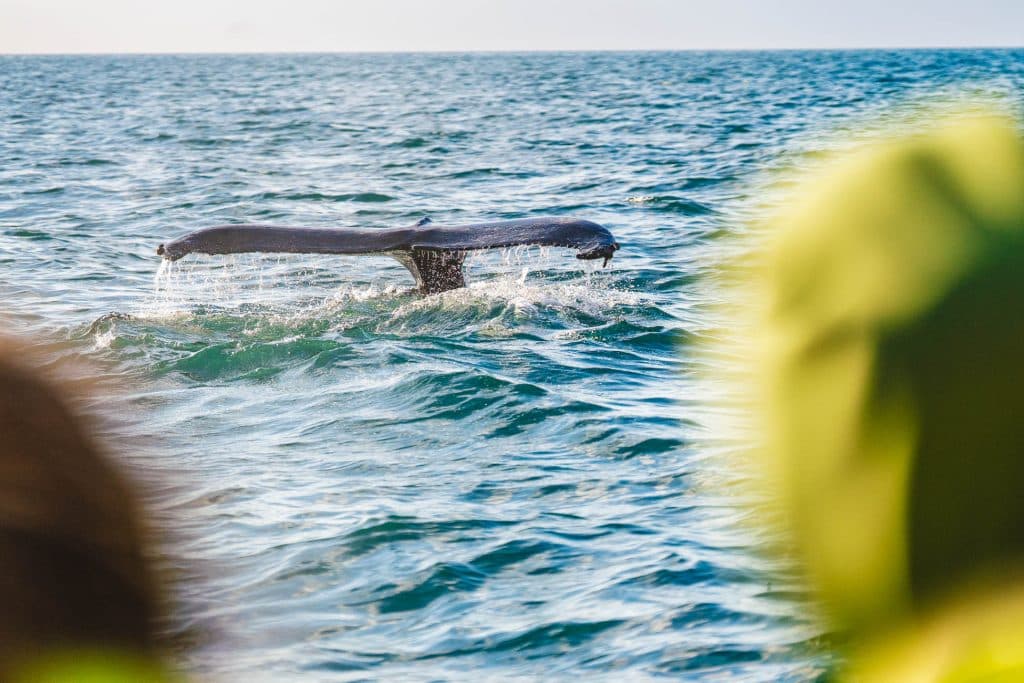 Een walvisstaart komt tevoorschijn uit de oceaan, druipt water terwijl hij duikt, met wazig groen gebladerte op de voorgrond-een sereen tafereel dat doet denken aan een Iceland Nomads 7-daagse roadtrip langs een kalme horizon.