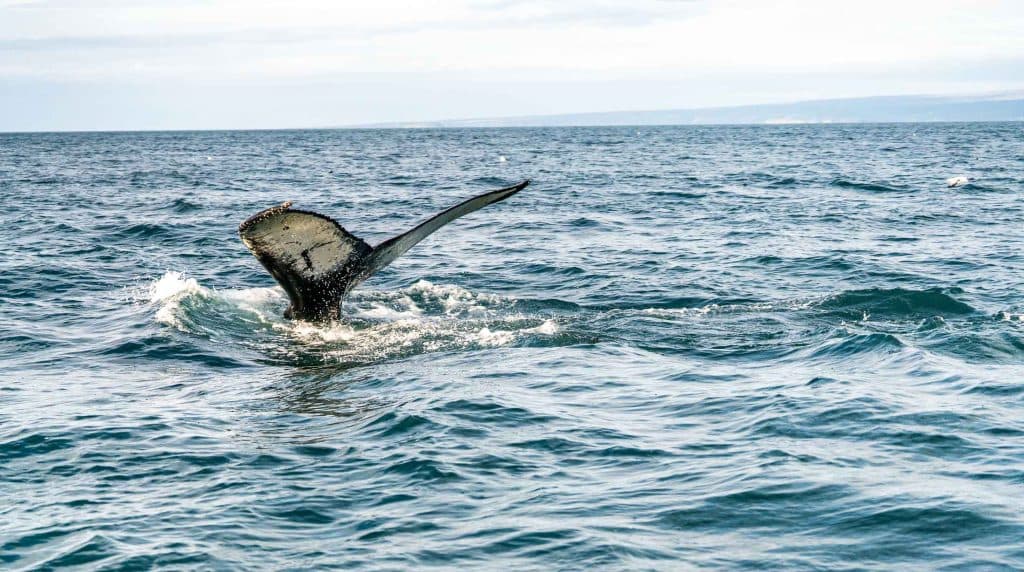 De staartvin van een walvis komt tevoorschijn uit het blauwe oceaanoppervlak, waardoor spetters ontstaan, met land in de verte zichtbaar aan de horizon onder een bewolkte hemel - een iconische scène van een 7-daagse roadtrip met Iceland Nomads.
