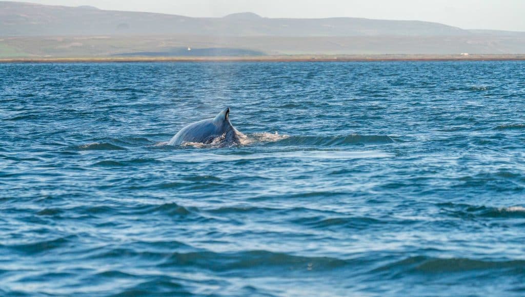Een walvis duikt op in een blauwe oceaan, spuit water uit zijn spuitgat en de heuvels en kustlijn in de verte zijn zichtbaar onder een heldere hemel - een onvergetelijk gezicht tijdens een 7-daagse roadtrip met Iceland Nomads.