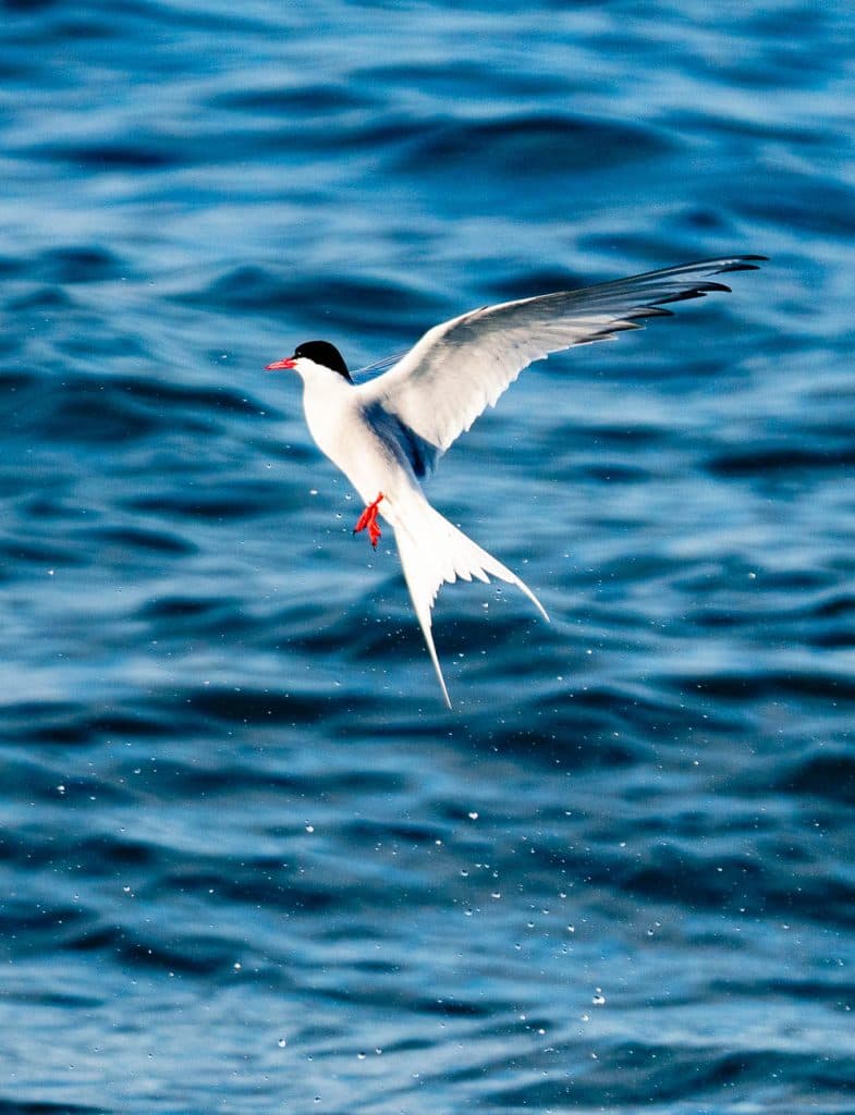 Een witte vogel met zwart op zijn kop en een rode snavel en poten vliegt boven de blauwe oceaan, de vrijheid echoënd van een IJsland-roadtrip met Iceland Nomads, terwijl waterdruppels onder hem klateren.