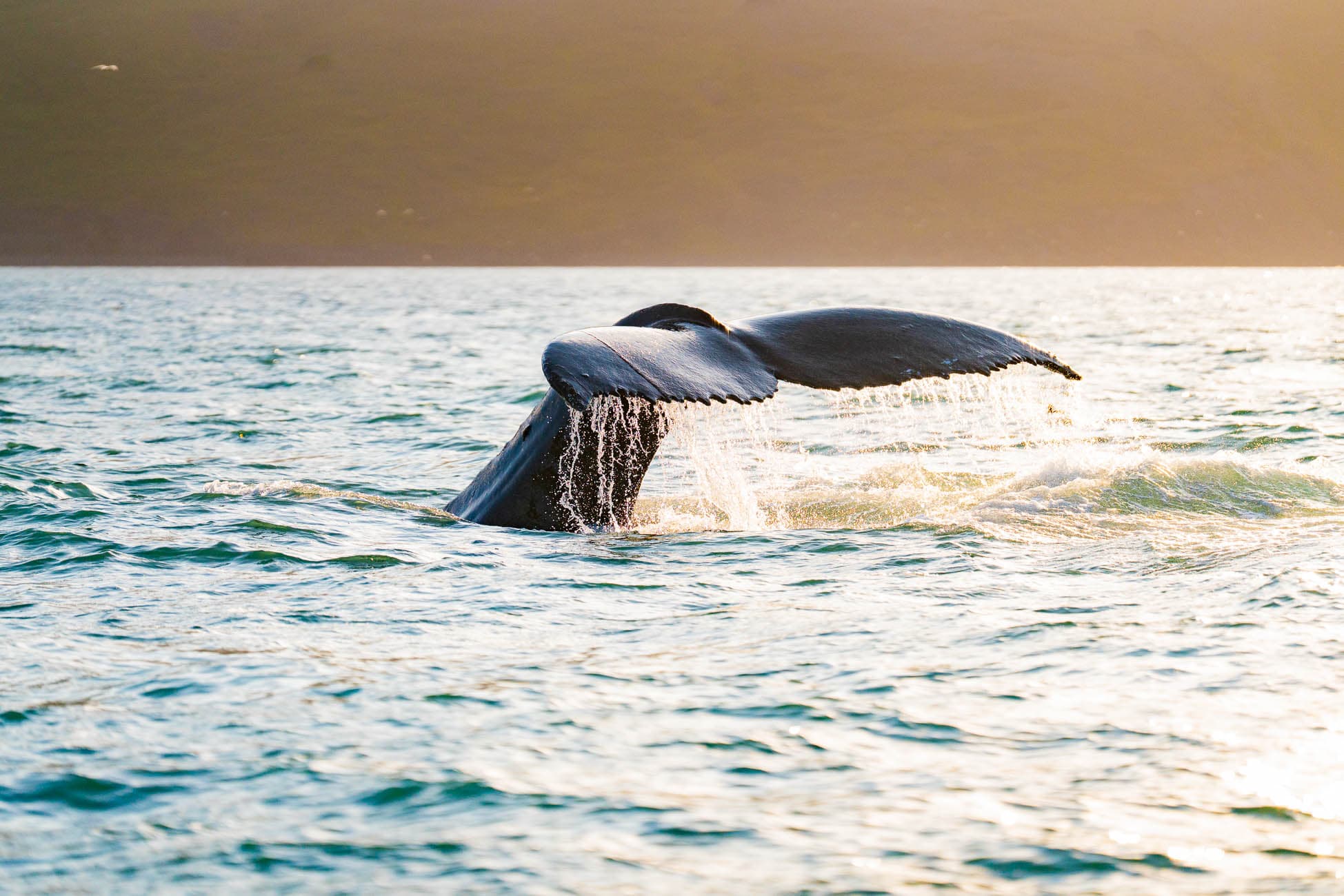 De staartvin van een walvis steekt druipend water boven het oceaanoppervlak uit, met zachte golven en een verre, zonverlichte kustlijn - een iconische scène van een Roadtrip IJsland-avontuur met Iceland Nomads.