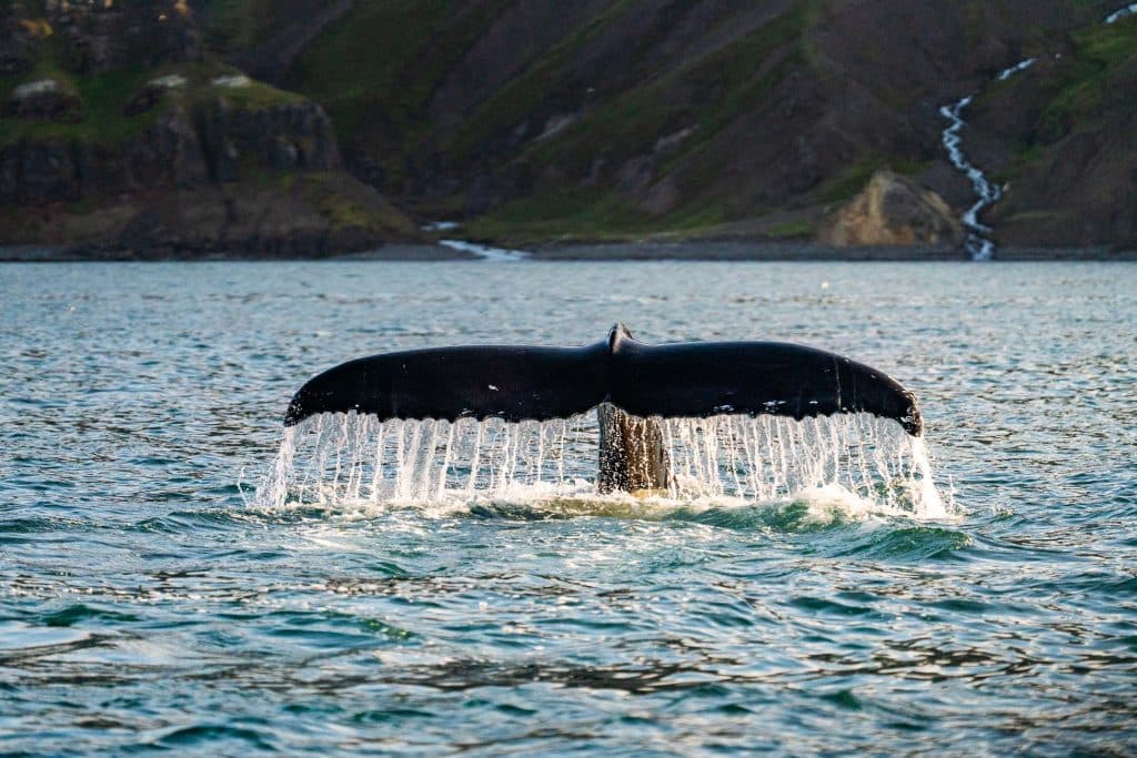 De staartvin van een walvis steekt boven het oppervlak van de oceaan uit, waar het water vanaf stroomt. Rotsachtige heuvels en een kleine waterval zijn zichtbaar op de achtergrond onder een bewolkte hemel - perfect voor een onvergetelijke Iceland Nomads 7-daagse roadtrip.
