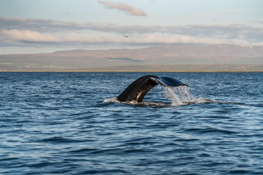 De staart van een walvis steekt uit boven de oceaan, het water stroomt ervan af, met heuvels in de verte en een bewolkte lucht op de achtergrond - een magisch moment tijdens onze 7-daagse roadtrip met Iceland Nomads.