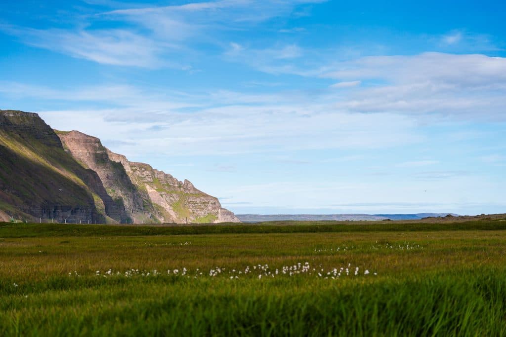 Een groen grasveld met kleine witte bloemen strekt zich uit in de richting van rotsachtige kliffen onder een blauwe hemel met verspreide wolken - een idyllisch tafereel dat perfect is voor elk Iceland Nomads 7-daagse roadtrip avontuur.