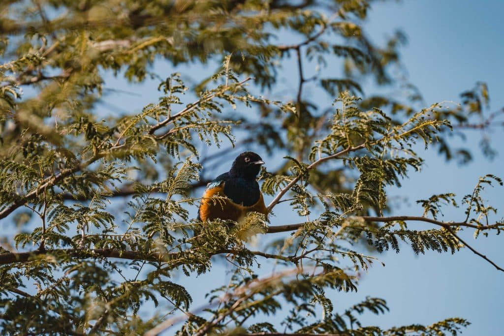 Een kleurrijke vogel met een zwarte kop en rug, oranje buik en witte borst zit op een tak omringd door groene bladeren onder de helderblauwe lucht van Afrika, als een echo van de schoonheid die te zien is bij Pole pole door Tanzania.