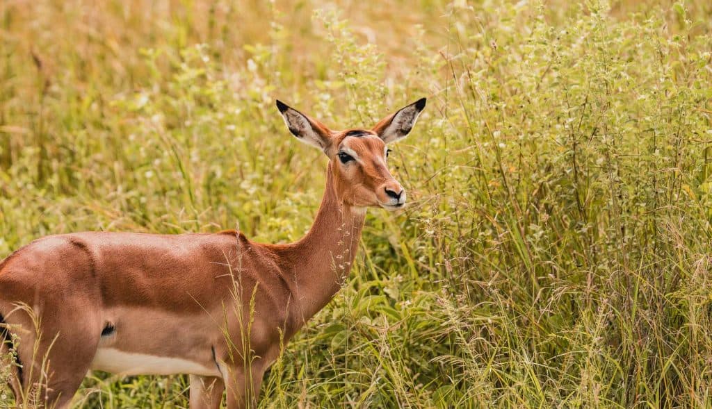 Een impala staat tussen hoog gras en groene struiken en kijkt alert naar de camera. De achtergrond, rijk aan gouden tinten en dichte begroeiing, legt de ongetemde schoonheid van Afrika vast zoals je die ziet bij pooldoor Tanzania.