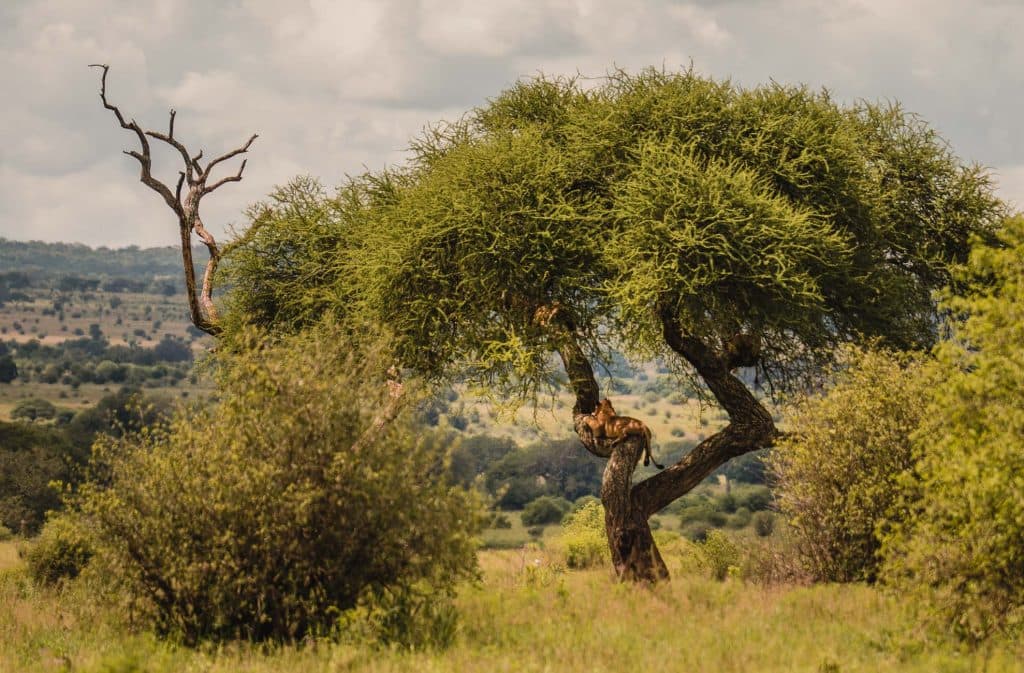 Een leeuw rust uit op een tak van een grote acaciaboom in de Afrika-savanne, omringd door groene struiken en heuvels in de verte onder een bewolkte hemel.