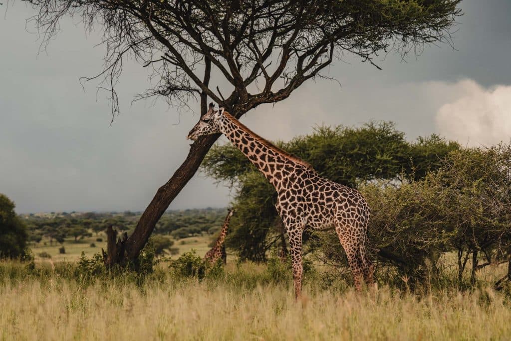 Een giraffe staat in hoog gras bij een acaciaboom op de open savanne van Afrika, met meer bomen en een bewolkte lucht op de achtergrond.