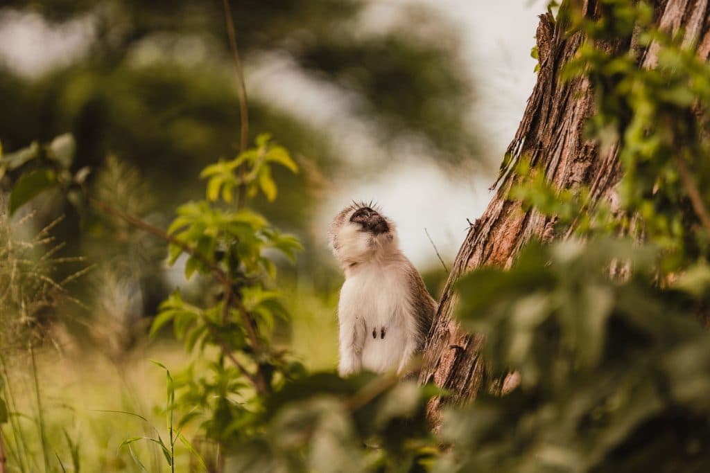 Een klein aapje met een witte en grijze vacht zit op de grond, leunend tegen een boomstam, en kijkt omhoog. Het weelderige groene tafereel doet denken aan de levendige bossen van Afrika in de buurt van Pool Tanzania, met overal bladeren en gebladerte.